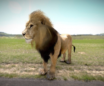 Modern Mammal-ID:143076901