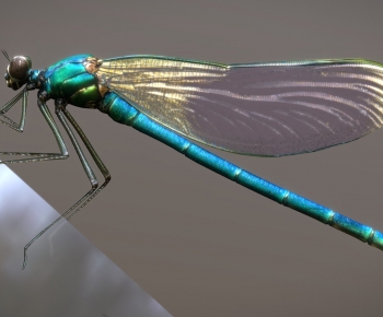 Modern Flying Animals-ID:174640894