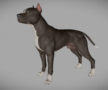 Modern Animal Dog-ID:907176027