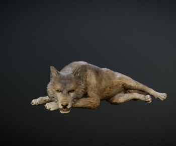 Modern Animal-ID:764905935