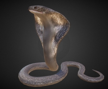 Modern Reptile-ID:843034988