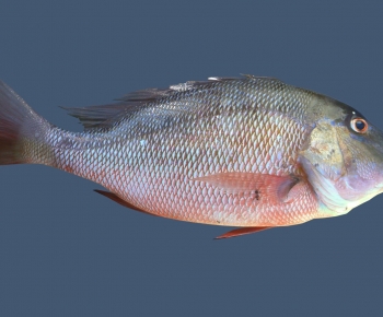 Modern Aquatic Animals-ID:313796048