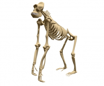 Modern Animal-ID:382810126