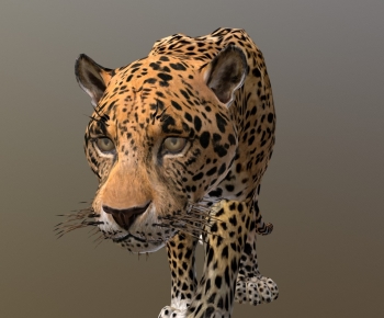 Modern Mammal-ID:820805074