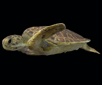 Modern Aquatic Animals-ID:309762954