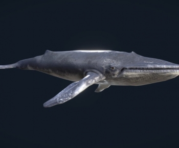 Modern Aquatic Animals-ID:928510903