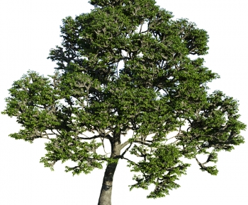 Modern Tree-ID:213248975