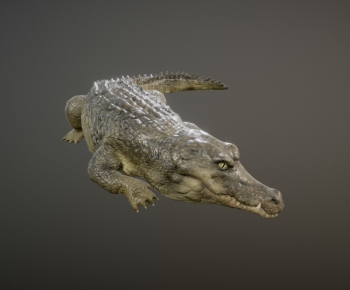 Modern Reptile-ID:357301005