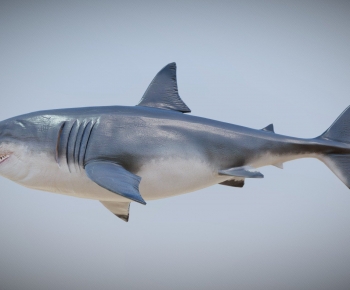 Modern Aquatic Animals-ID:548192986