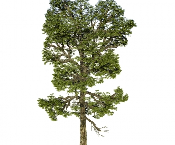 Modern Tree-ID:719997881