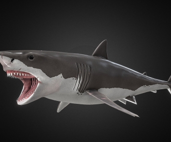 Modern Aquatic Animals-ID:798111025