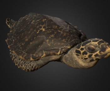 Modern Reptile-ID:720438965