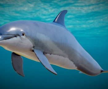 Modern Aquatic Animals-ID:688277963