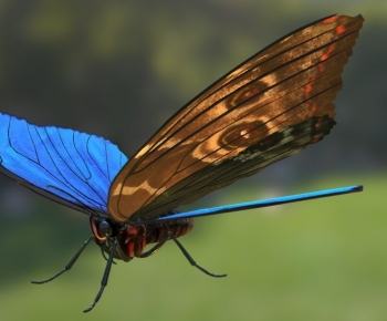 Modern Flying Animals-ID:552589916