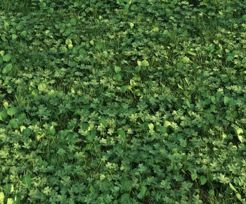 Modern Crop-ID:183794022