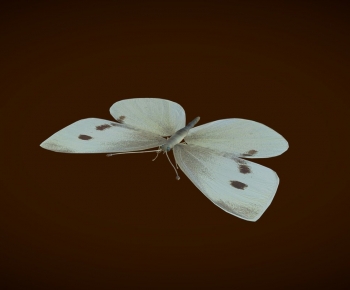 Modern Flying Animals-ID:901550059