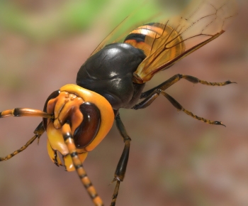 Modern Flying Animals-ID:315532921