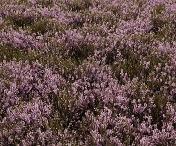 Modern Flowers And Grass-ID:792313102