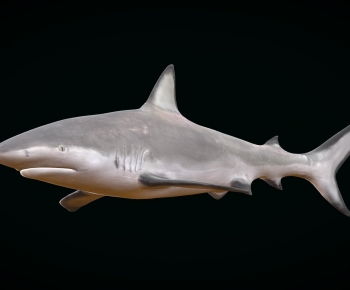 Modern Aquatic Animals-ID:947748905