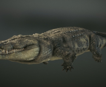 Modern Mammal-ID:216434969