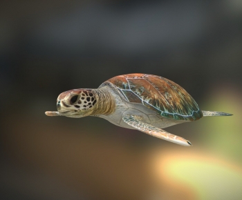 Modern Aquatic Animals-ID:936808111