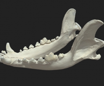 Modern Animal-ID:237584111