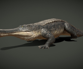 Modern Reptile-ID:960128077