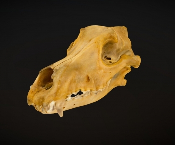 Modern Animal-ID:898700001