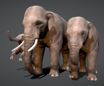 Modern Animal-ID:228861093