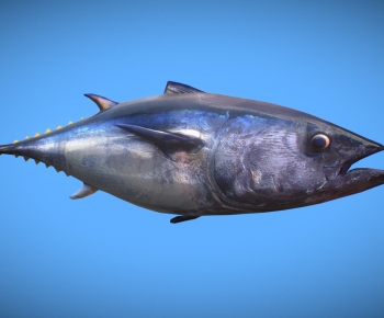 Modern Aquatic Animals-ID:168195969