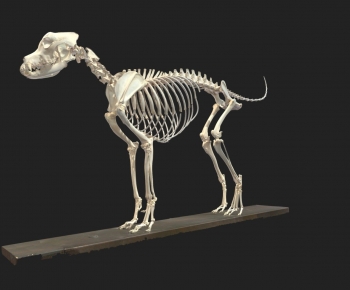 Modern Animal-ID:900970947