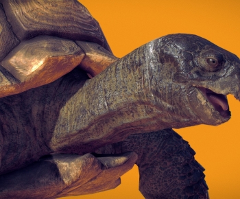 Modern Reptile-ID:822853095