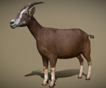 Modern Mammal-ID:470830921