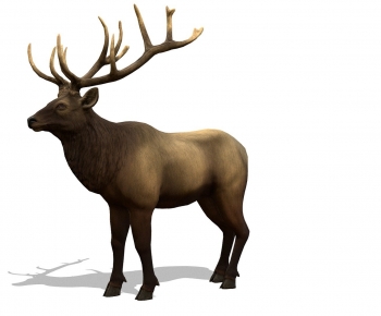 Modern Mammal-ID:904894116