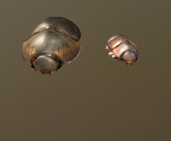 Modern Reptile-ID:657608997