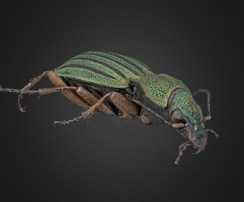 Modern Animal-ID:222516062