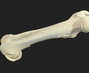 Modern Animal-ID:554333937