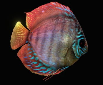 Modern Aquatic Animals-ID:682939058