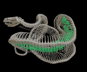 Modern Animal-ID:779881001