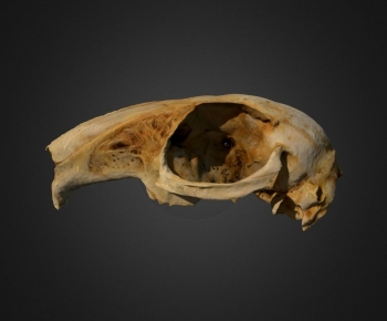 Modern Animal-ID:179661992