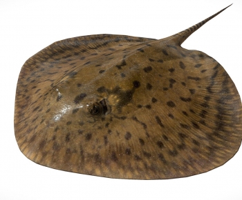 Modern Aquatic Animals-ID:845780462