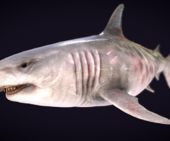 Modern Aquatic Animals-ID:901690968