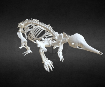 Modern Animal-ID:213654997