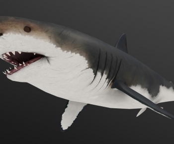 Modern Aquatic Animals-ID:753802067