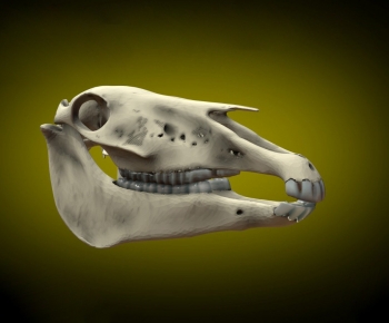 Modern Animal-ID:973511933