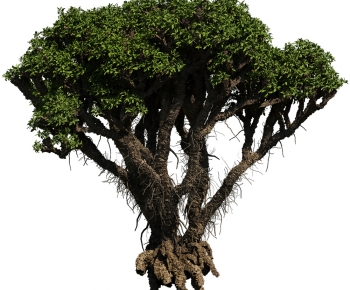 Modern Tree-ID:571280004