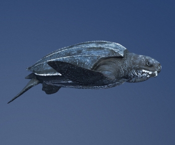 Modern Aquatic Animals-ID:890489107