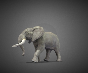 Modern Mammal-ID:430356039
