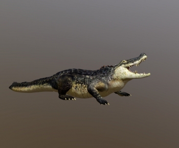 Modern Reptile-ID:105109262