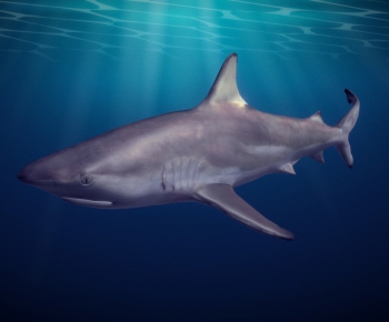 Modern Aquatic Animals-ID:561111086